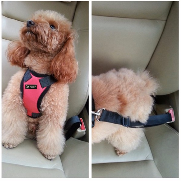 PupBodyGuard™ Seatbelt and Harness- FREE Shipping!